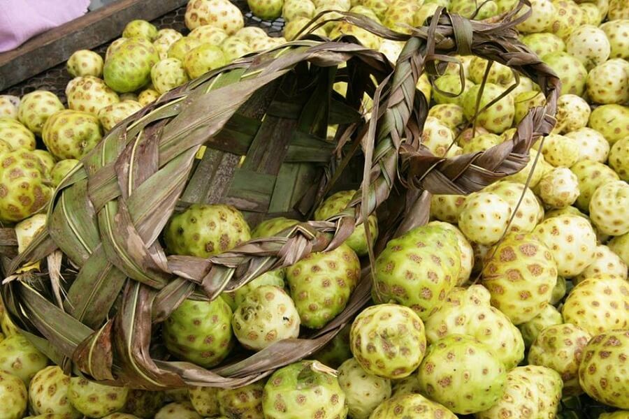 Elements of noni: the noni fruit