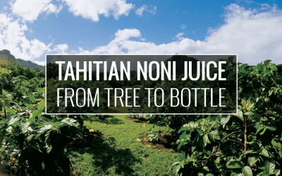 Tahitian Noni Juice: from tree to bottle